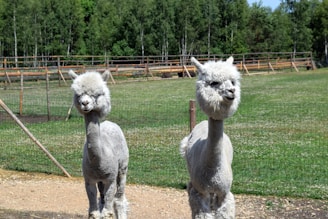 Two alpacas with thick white wool coats stand on a dirt path within a fenced area, surrounded by lush green grass and a backdrop of dense trees. The alpacas' expressions appear content and curious.