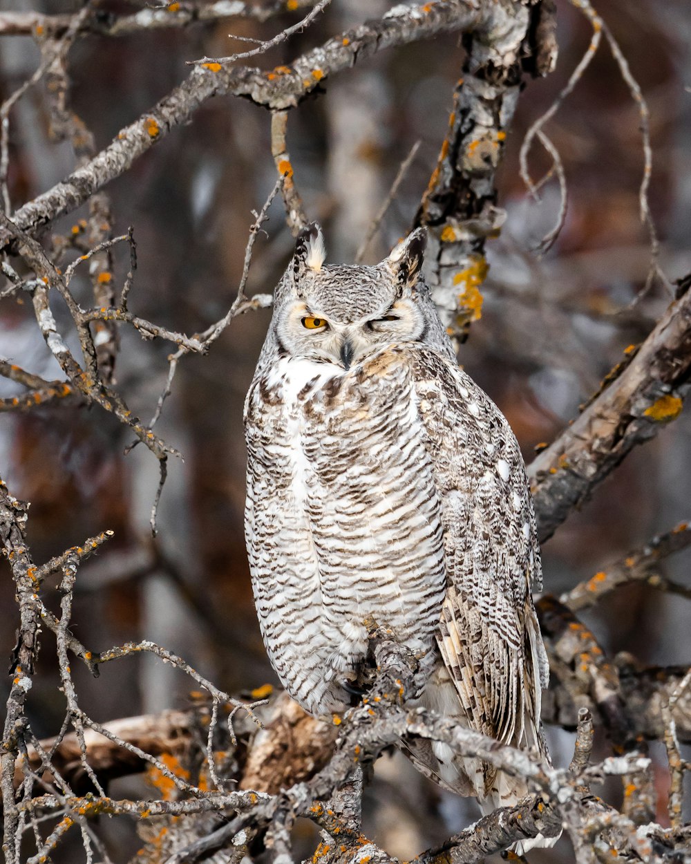 white and black owl on tree branch