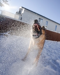 brown and black short coated dog running on snow covered ground during daytime