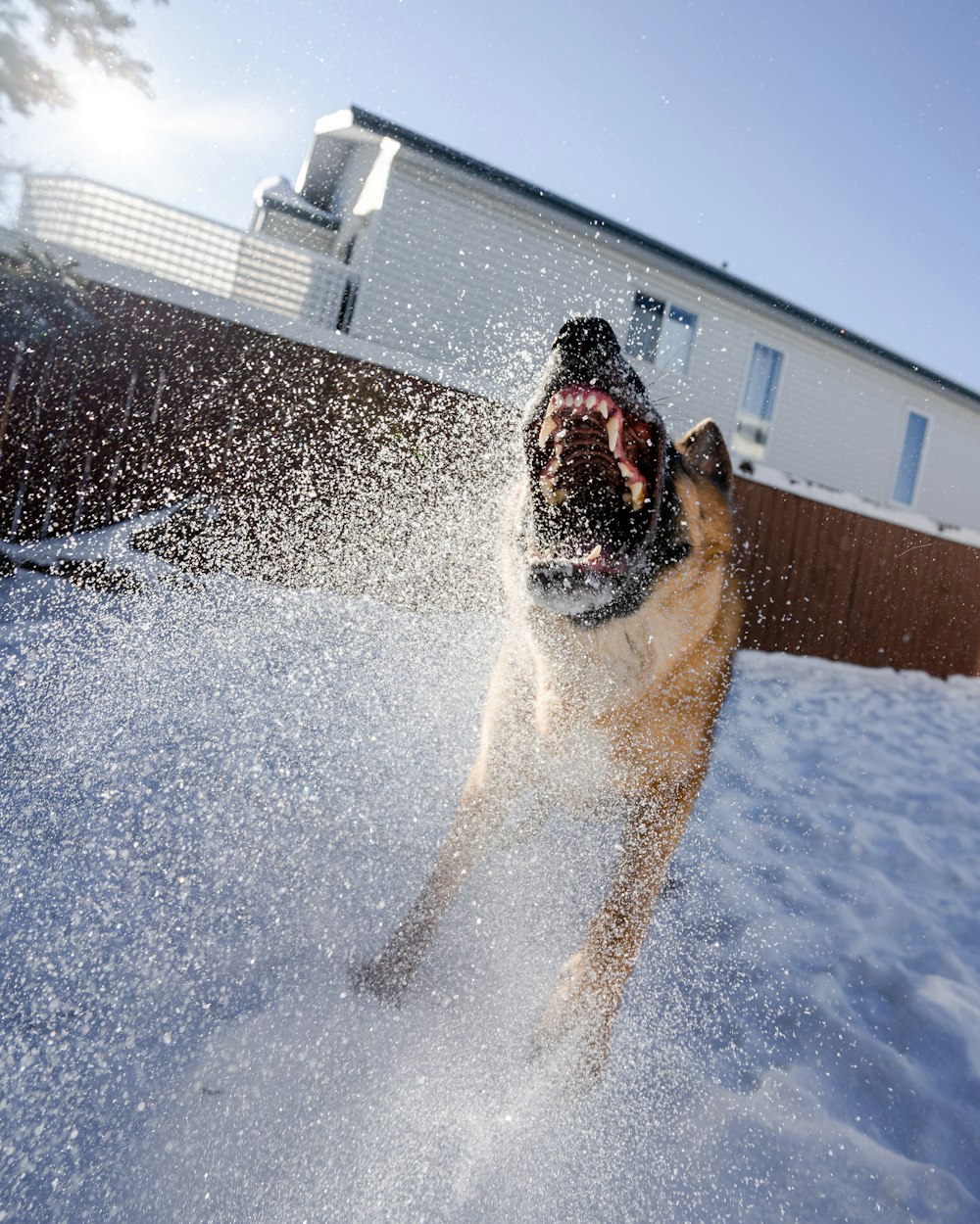 brown and black short coated dog running on snow covered ground during daytime