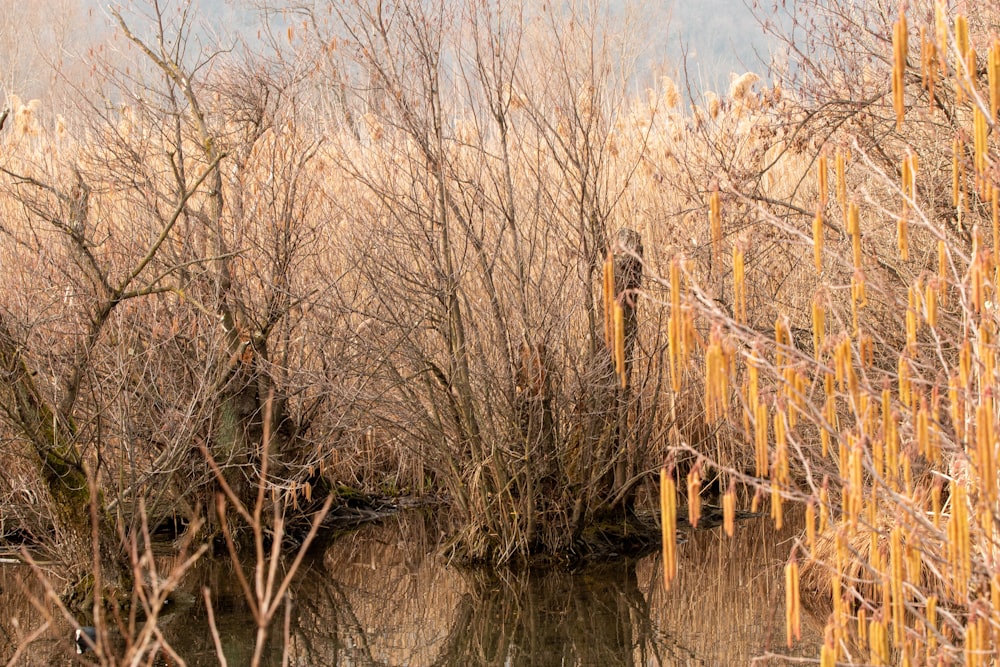 brown leafless tree on water