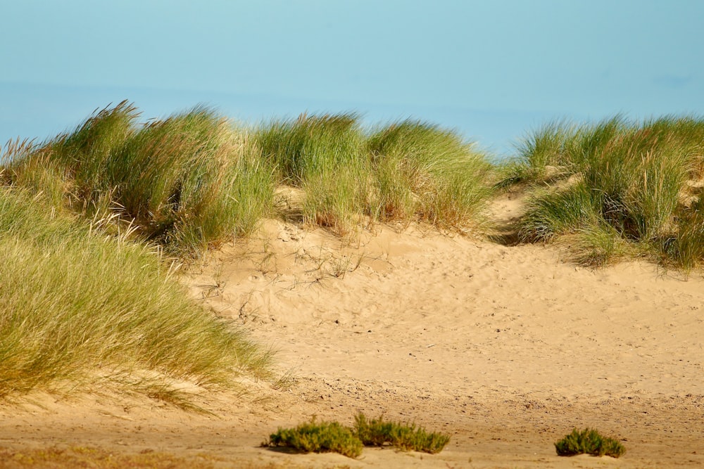 green grass on brown sand during daytime