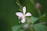 A delicate pink flower with narrow petals and thin green stems set against a blurred green background. The flower's soft pastel hues create a gentle contrast with the surrounding foliage.