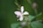 A delicate pink flower with narrow petals and thin green stems set against a blurred green background. The flower's soft pastel hues create a gentle contrast with the surrounding foliage.