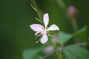 Petal Soft