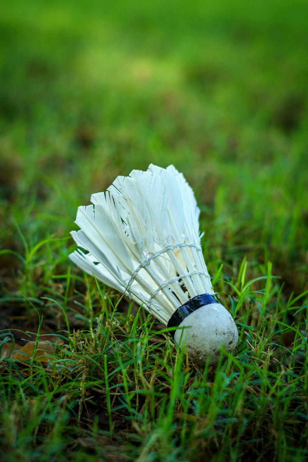 white feather on green grass