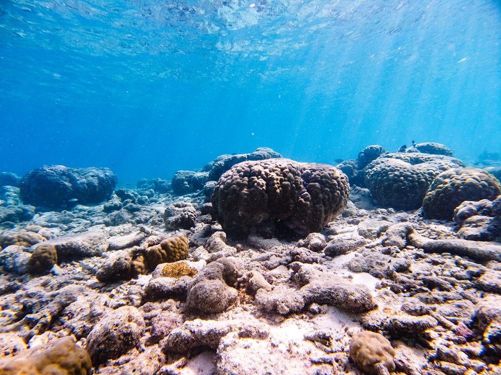 gray and black coral reef under water