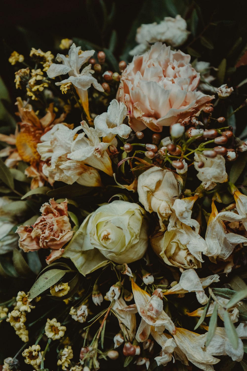 white and pink roses in bloom