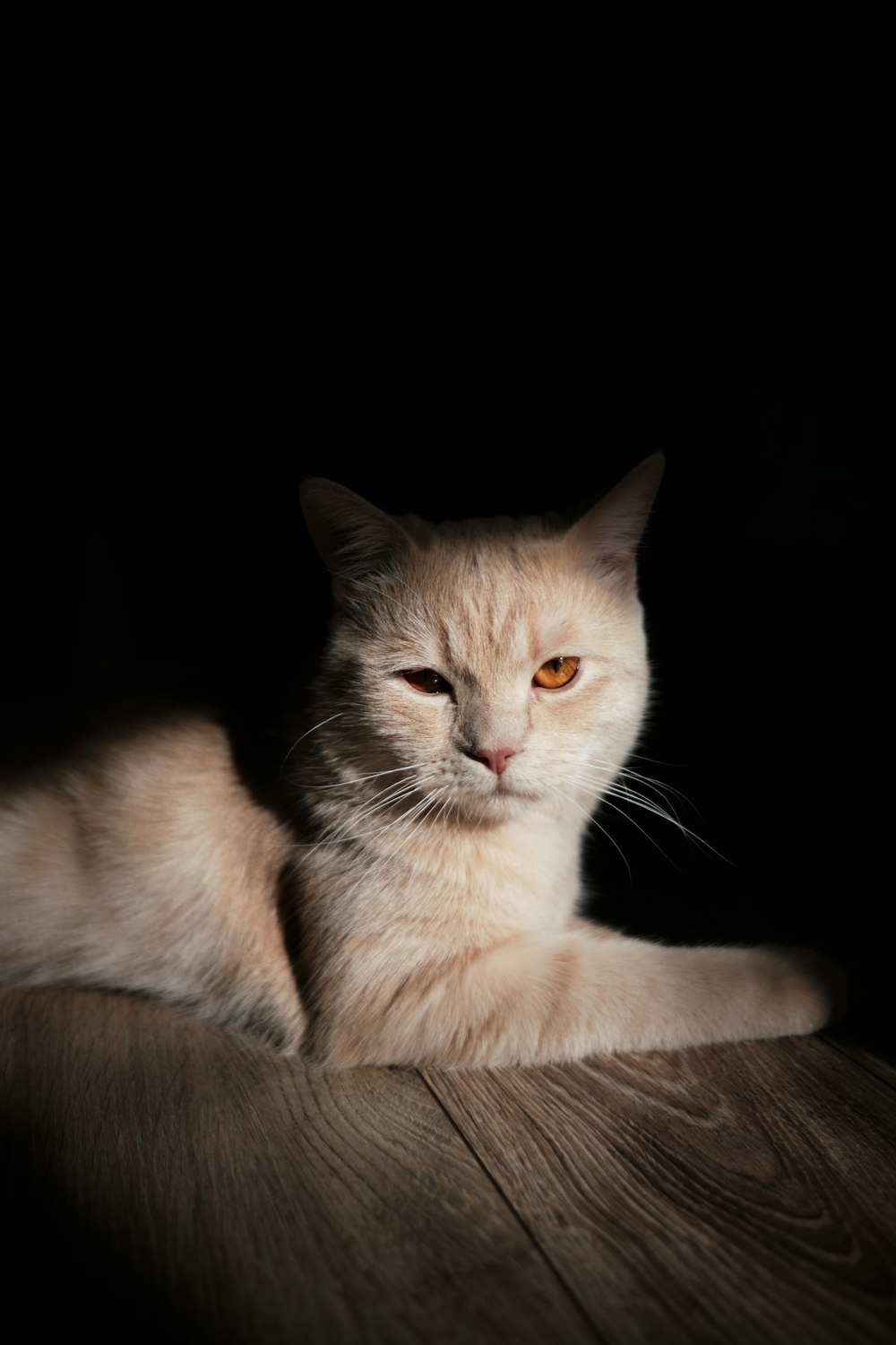 white cat lying on brown wooden table