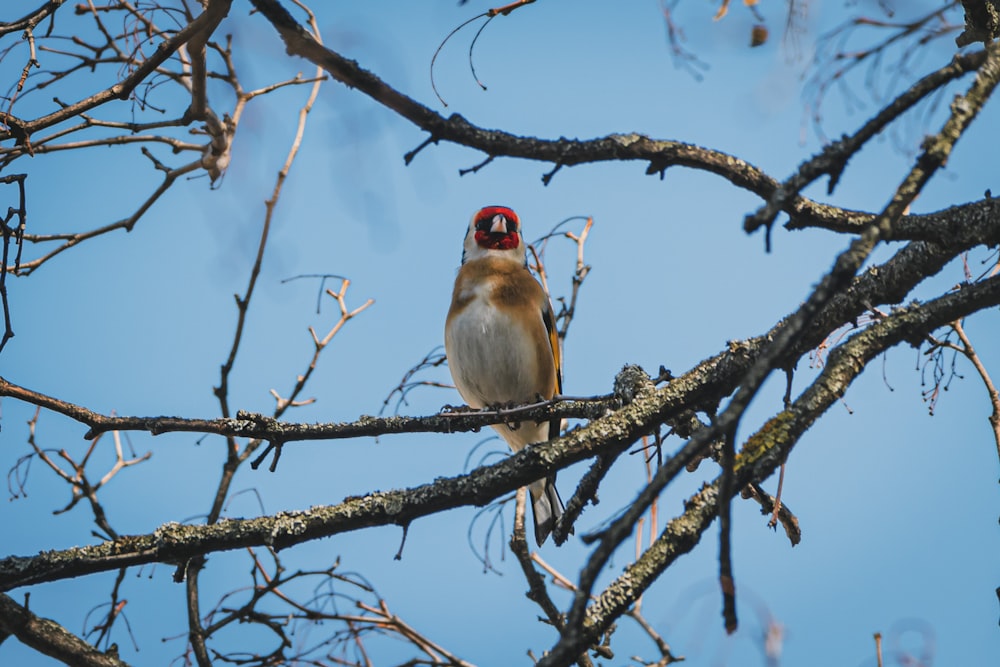 brown and white bird on brown tree branch during daytime