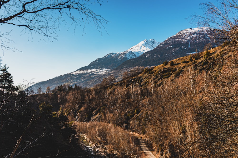 brown trees on mountain under blue sky during daytime