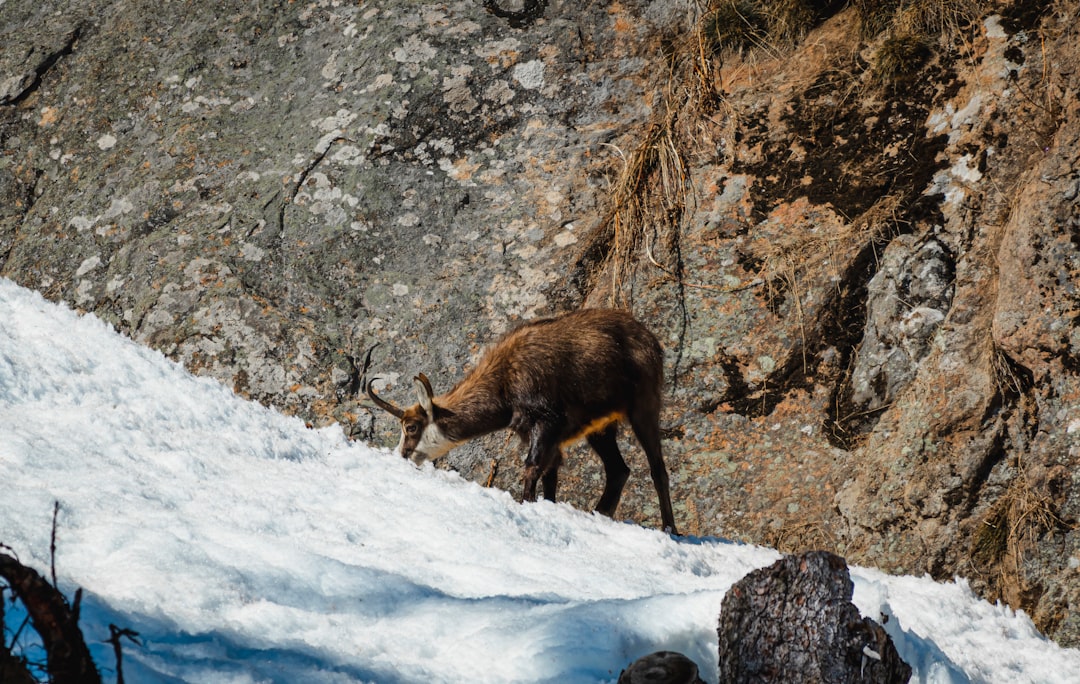 brown deer on rocky ground during daytime