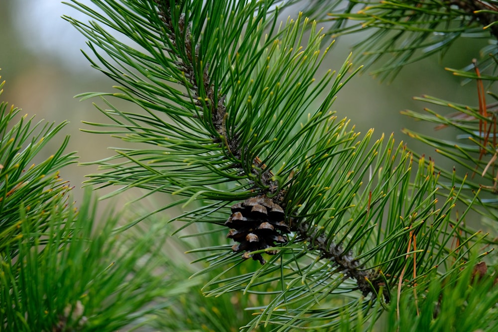 green pine cone in close up photography
