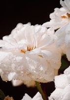 Close-up of a delicate wedding bouquet, every petal and dew drop crisply retouched for vivid clarity.