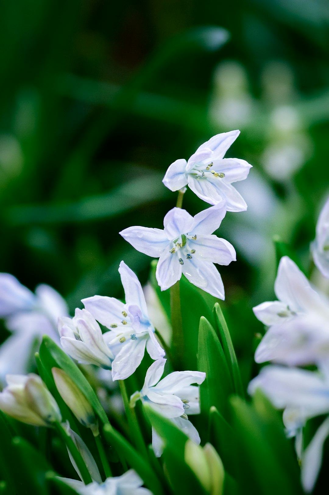 white flowers in tilt shift lens