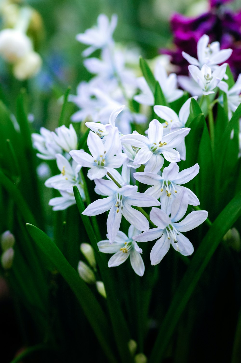 white flowers with green leaves