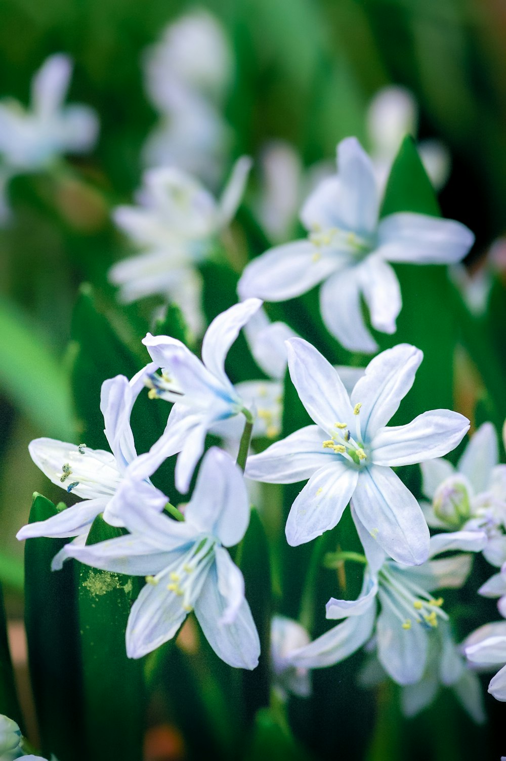 white flowers in green ceramic vase