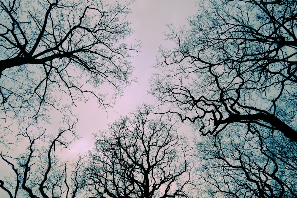 leafless tree under blue sky