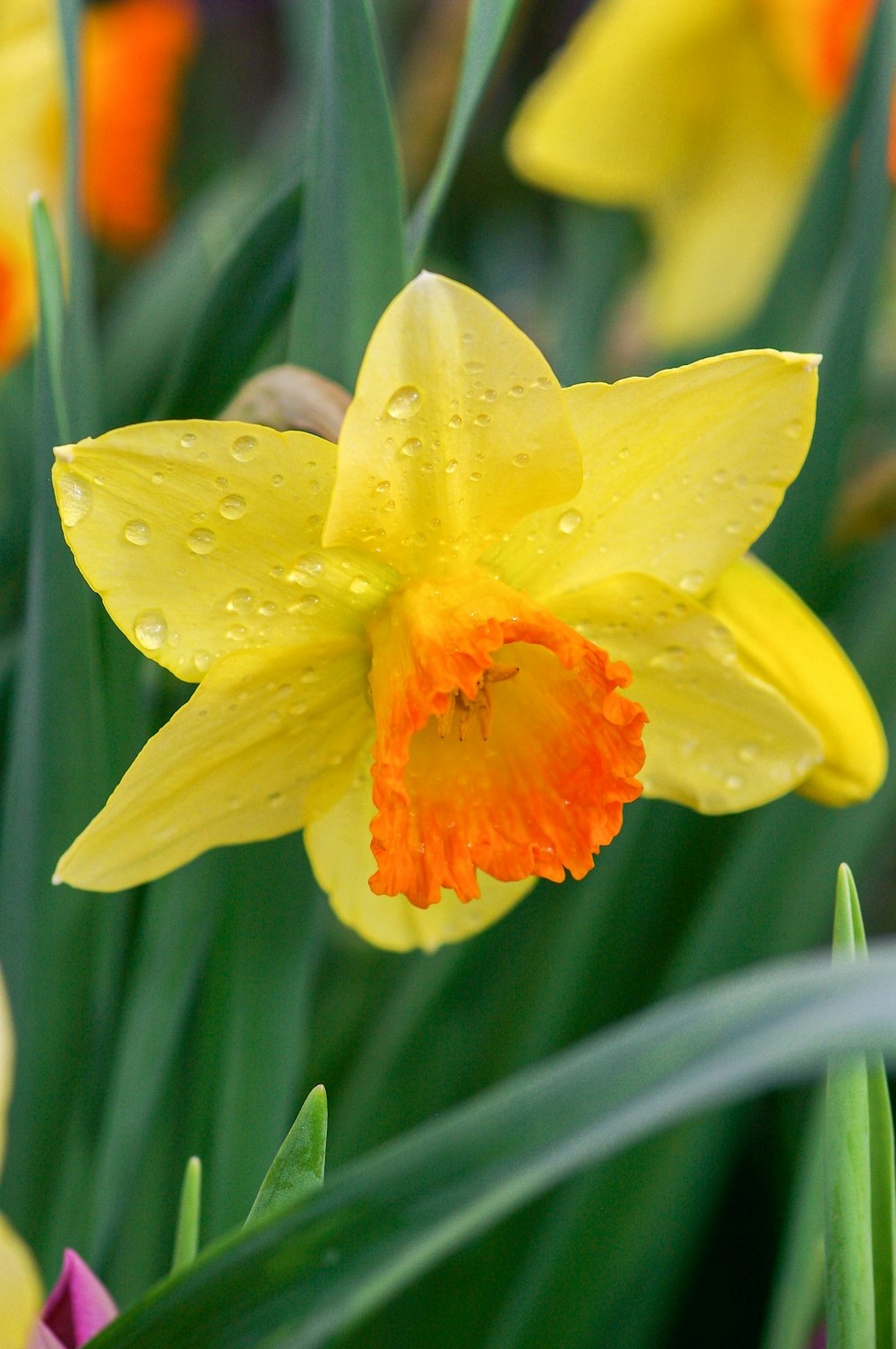 yellow and red flower in macro lens photography