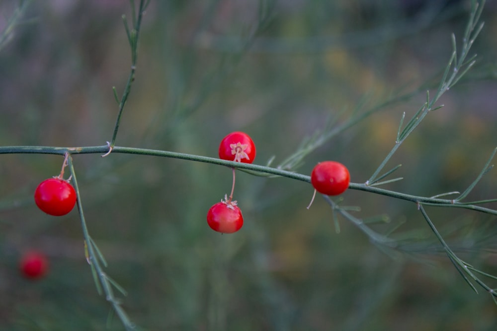 red round fruit in tilt shift lens