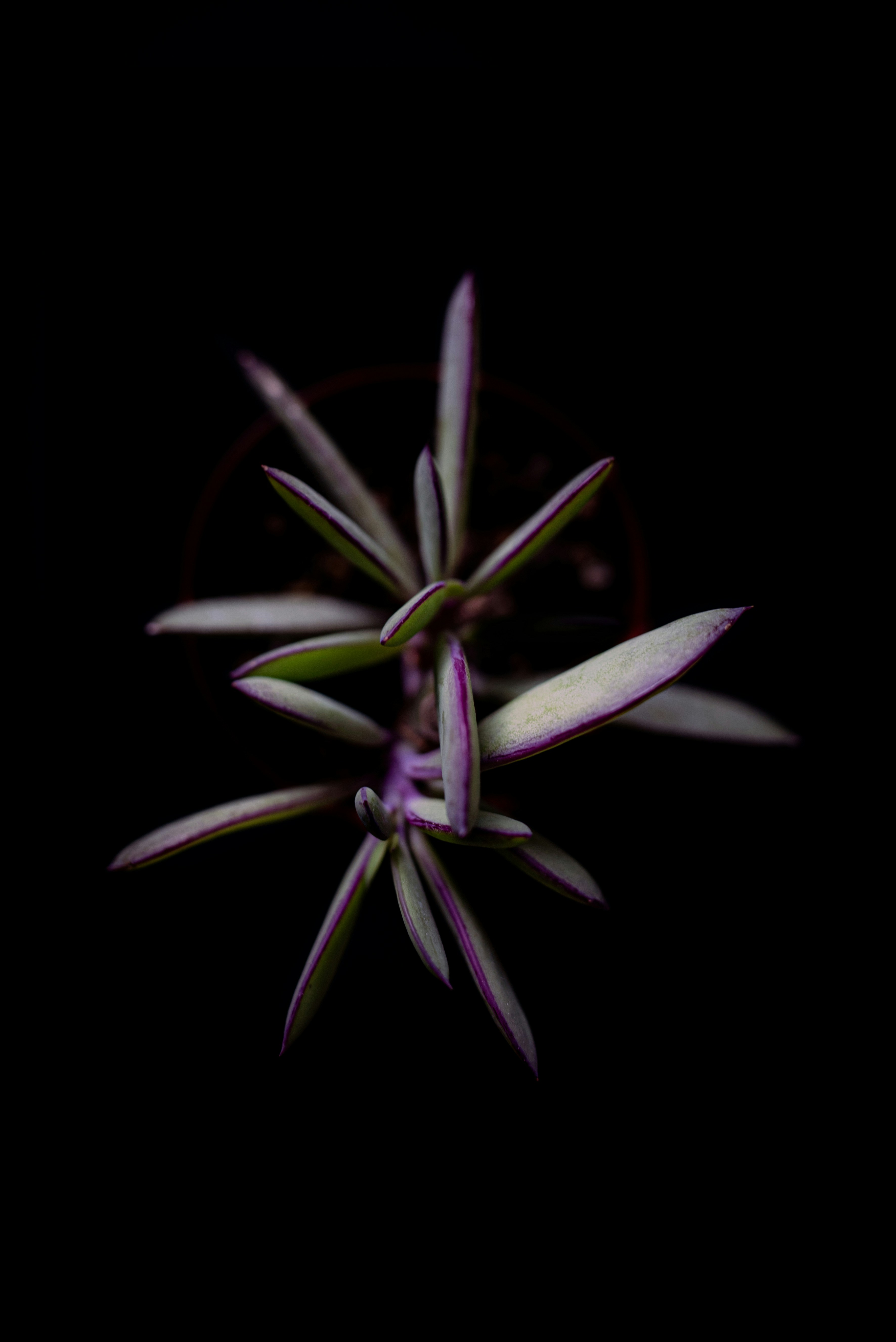purple and green plant in black background