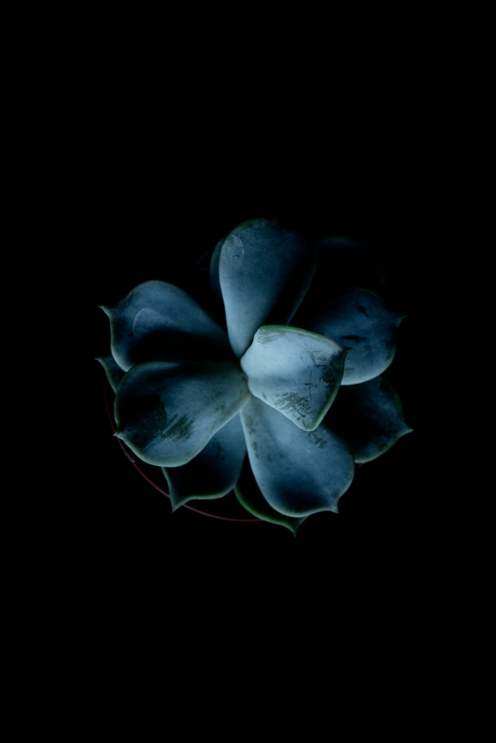 Blue flower in black background