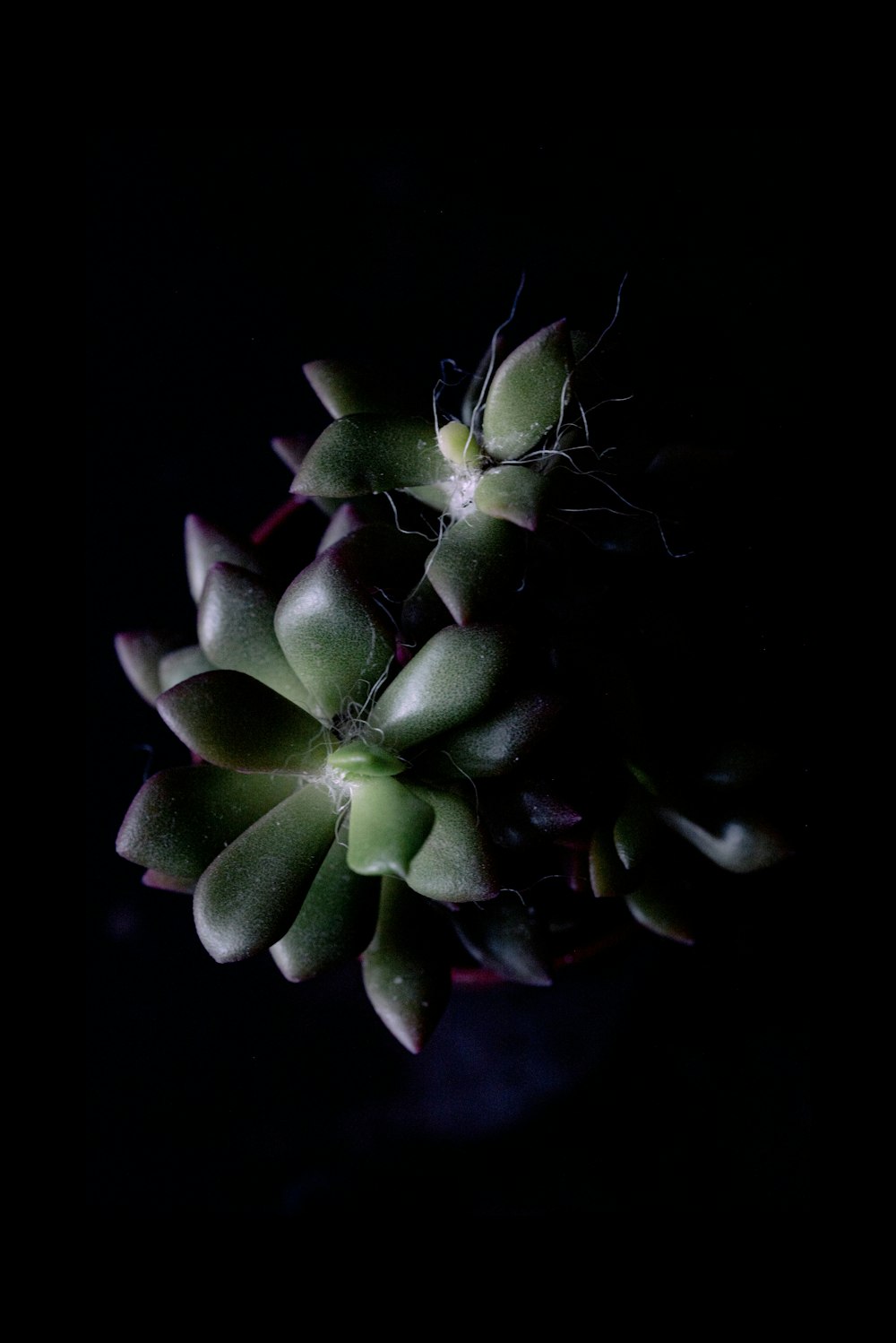 green plant in black background