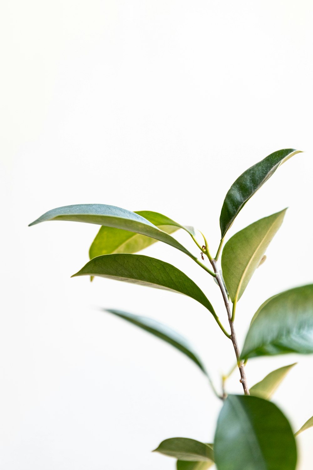 green leaves on white background