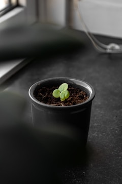 Your first plant: Plant Care 101