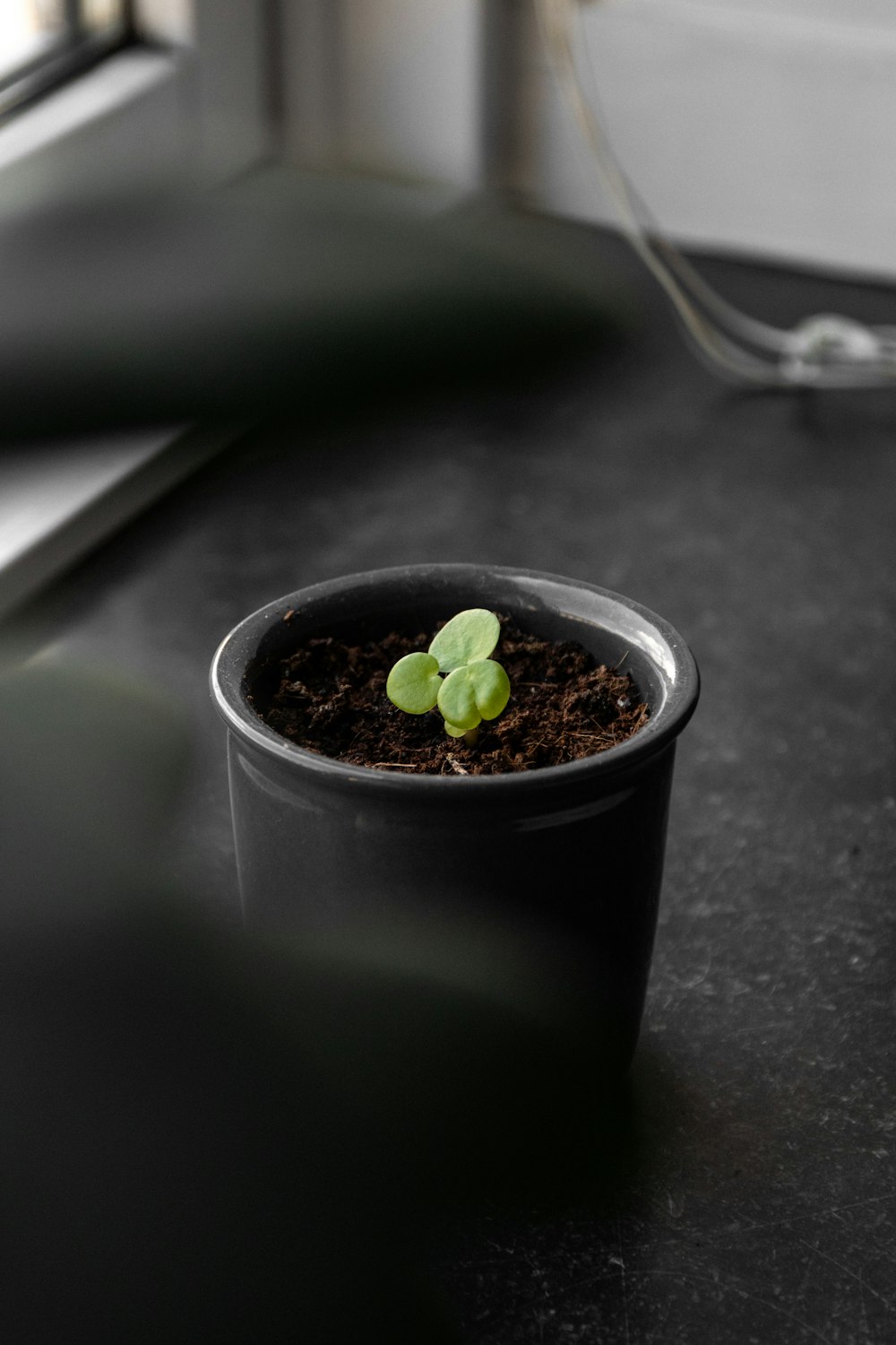 green plant in black pot