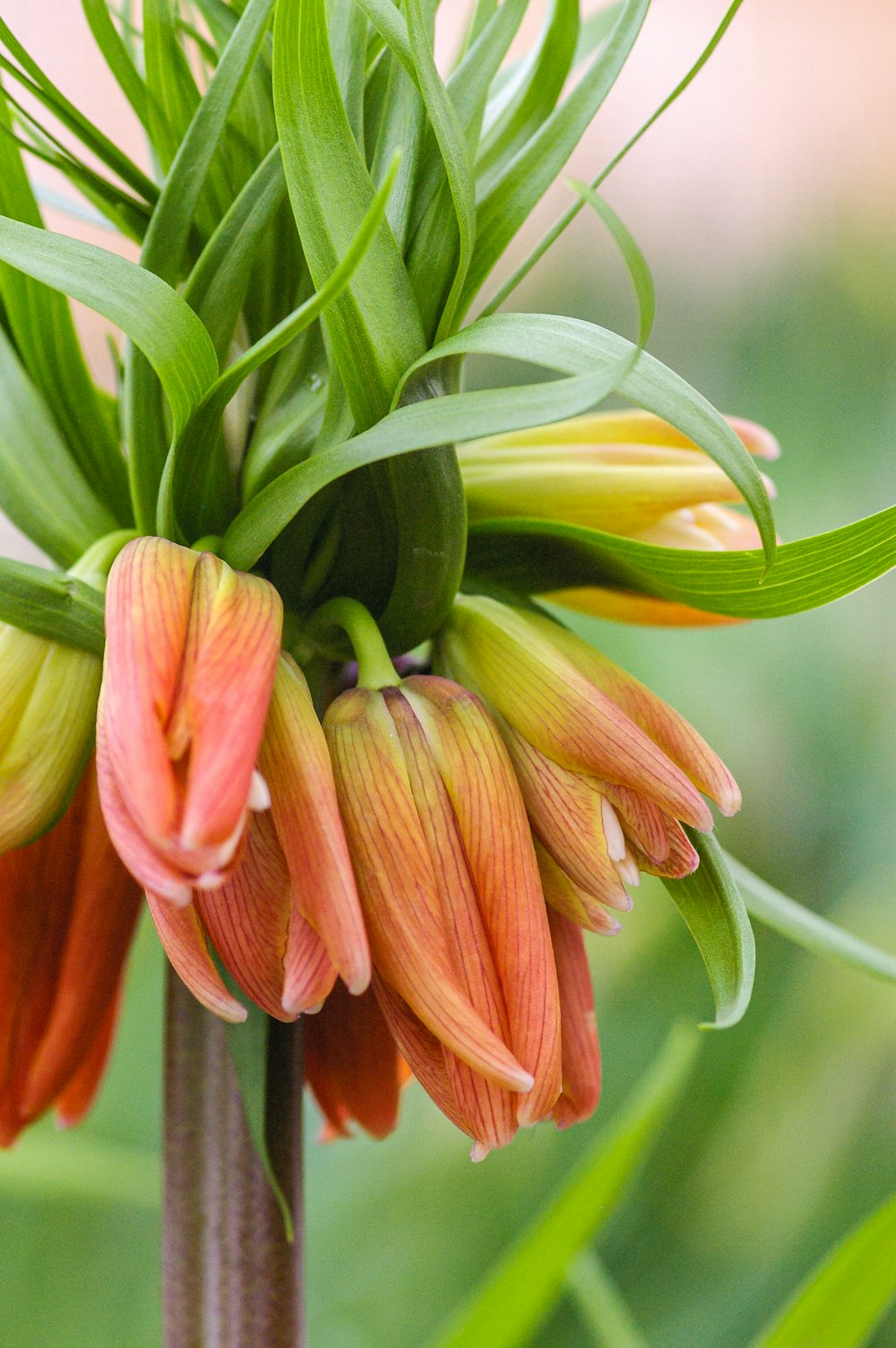 yellow and red flower in close up photography