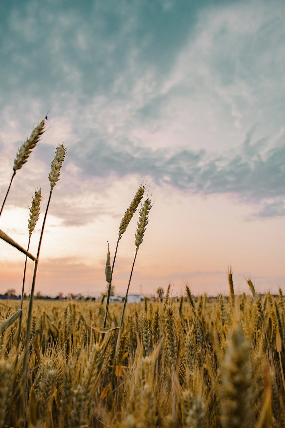 Braunes Weizenfeld unter bewölktem Himmel tagsüber