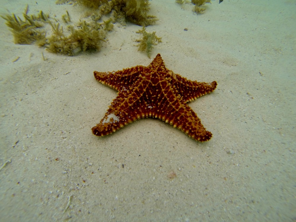 brown starfish on white sand