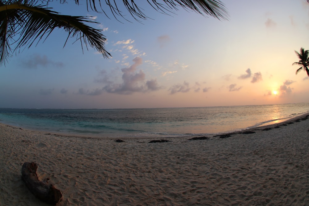 palm tree on beach shore during daytime