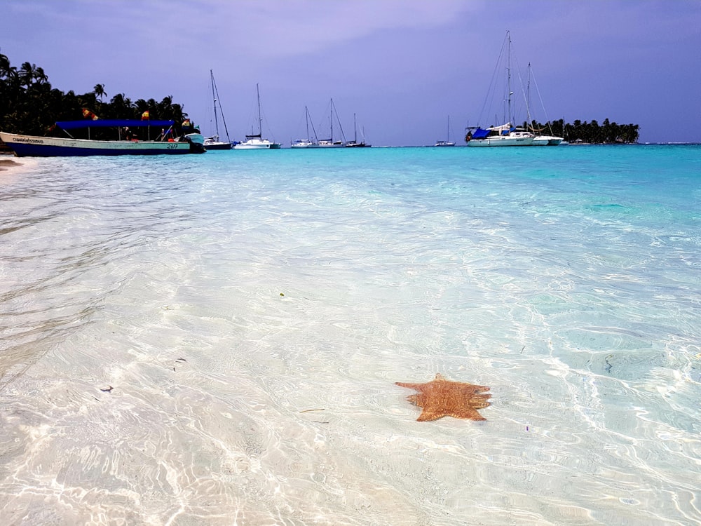 brown starfish on beach during daytime