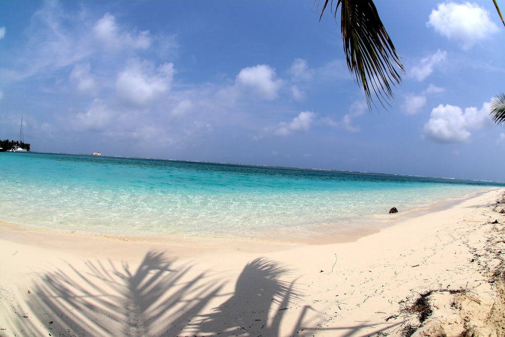 people on beach during daytime