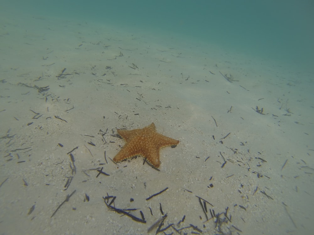 brown starfish on white sand