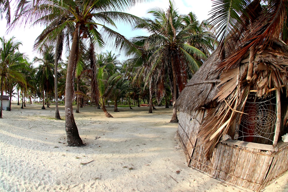 palma da cocco marrone sulla spiaggia durante il giorno