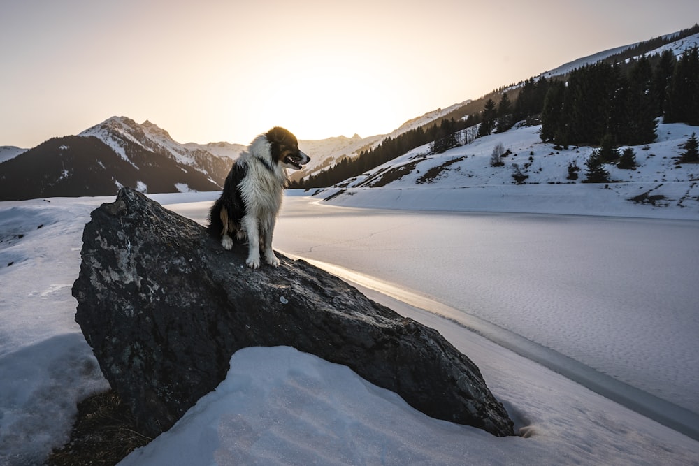 white and black long coated dog on snow covered ground during daytime