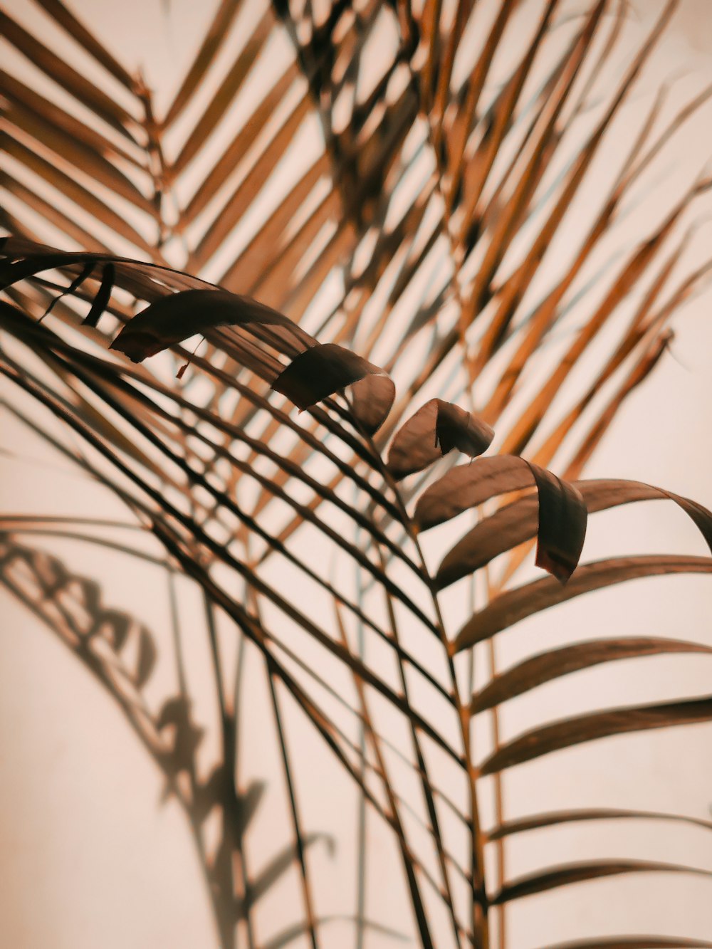 brown leaves in close up photography