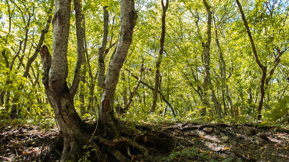 green trees on brown soil