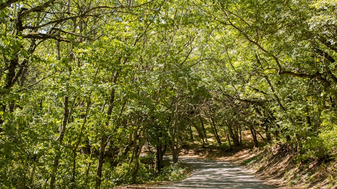 A winding path through a dense forest glowing with morning sunlight.