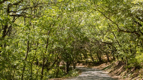 A winding path through a dense forest with sunlight dappling the ground.