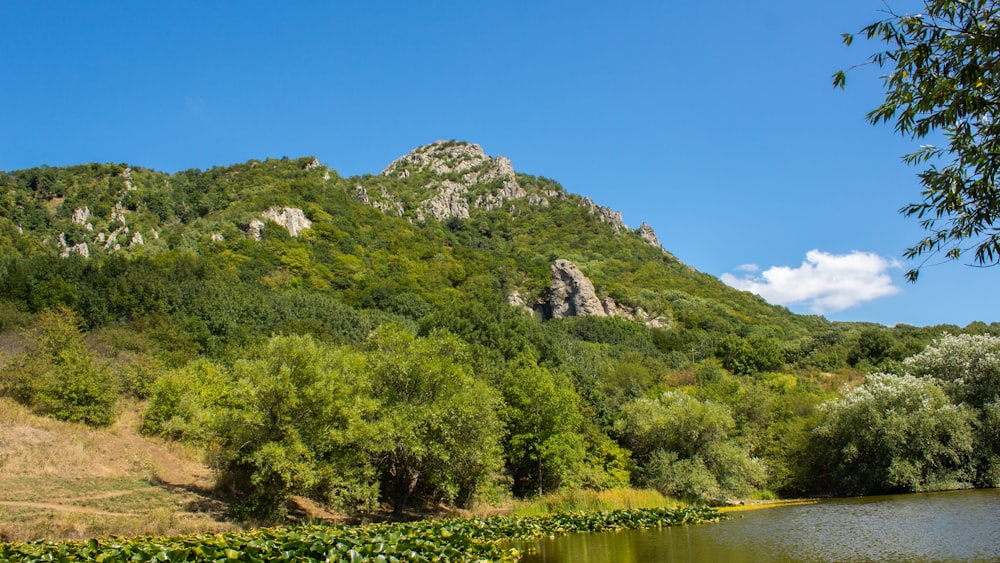 green trees on mountain near lake during daytime