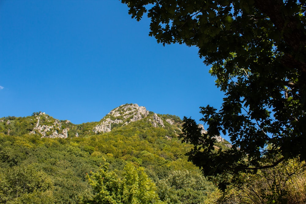 árvores verdes na montanha sob o céu azul durante o dia
