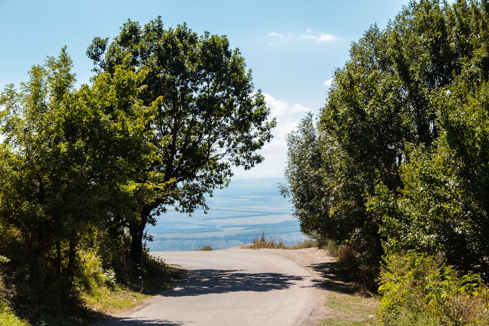 green trees near body of water during daytime