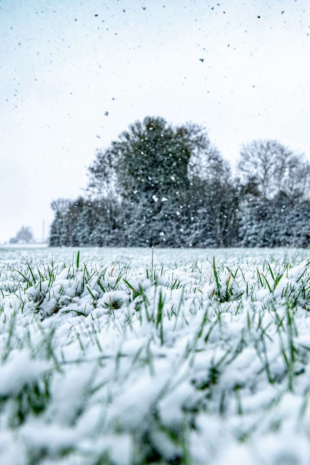 green grass field during daytime