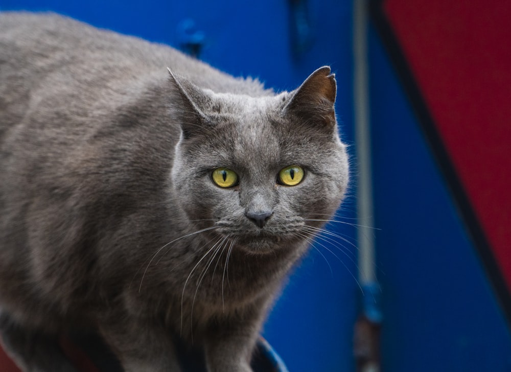 Gato azul ruso sobre textil azul y rojo