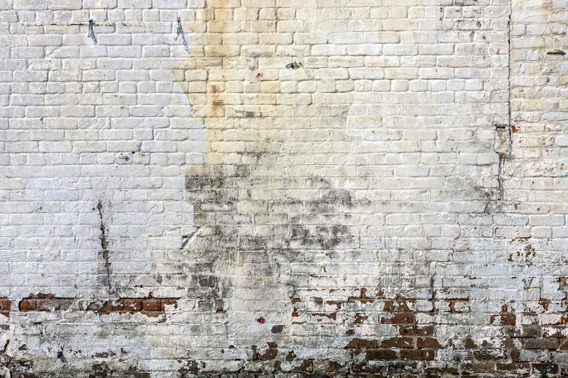 10 Early Warning Signs of Black Mold in Your Home