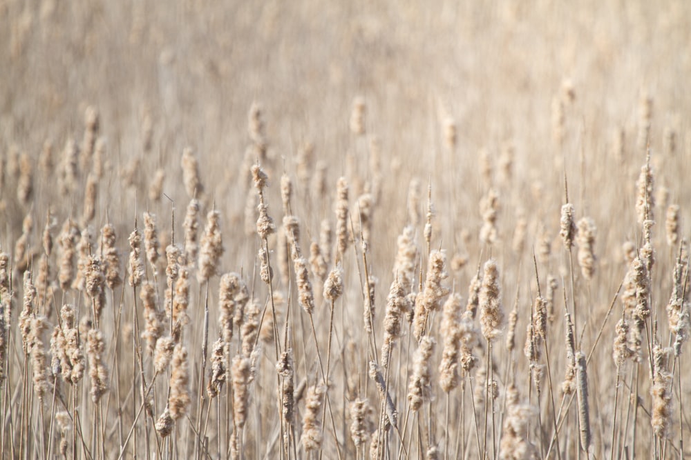 brown wheat field during daytime